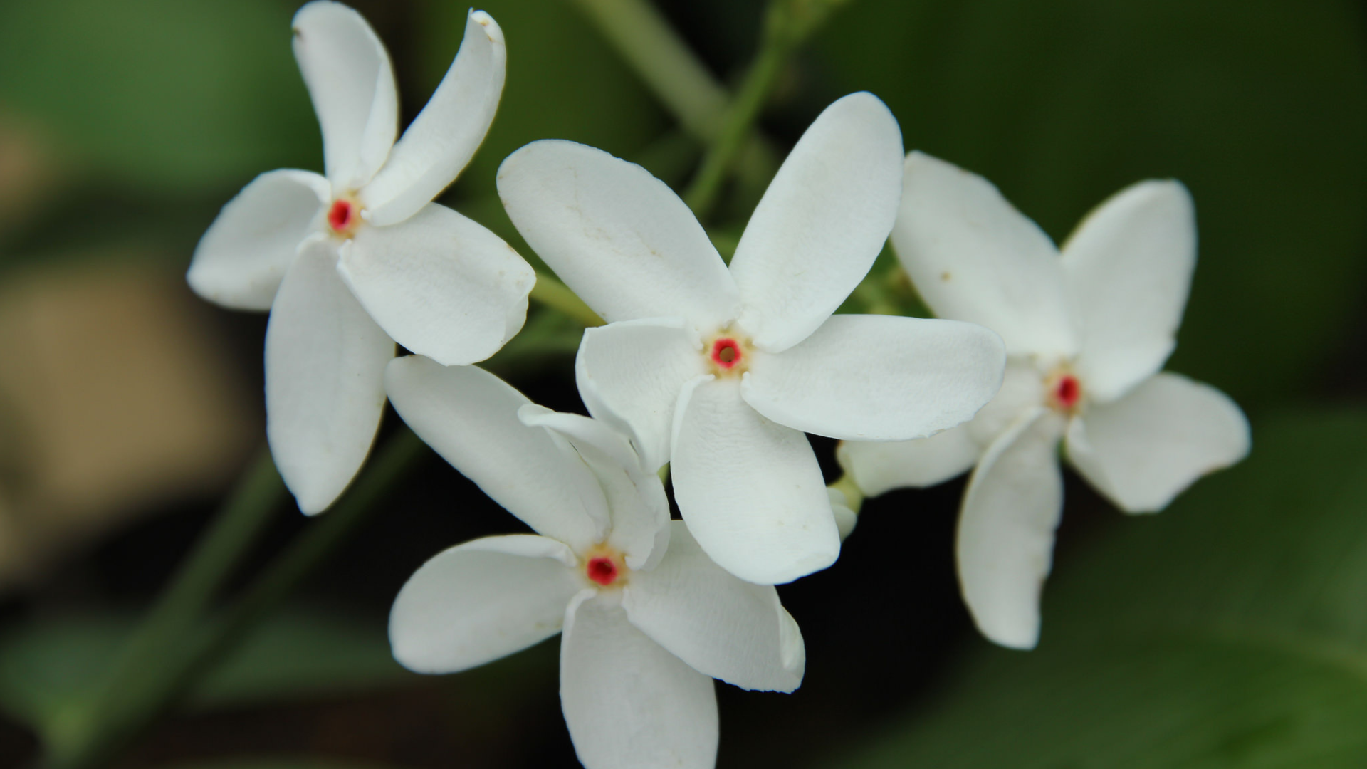 Flowering Plants